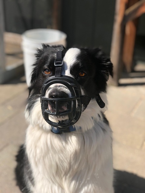 Dog learning to sit during a training session