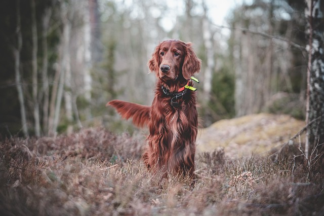 Trainer working on leash manners with a dog