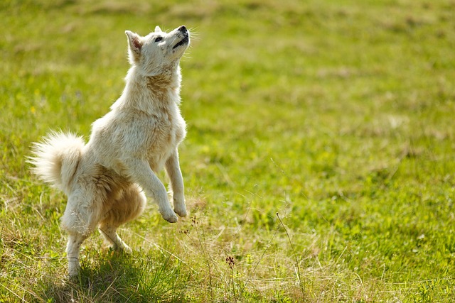 Dog performing a trick with a trainer